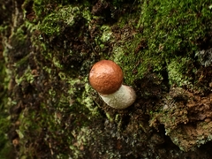 Leccinum monticola
