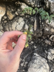 Oxalis frutescens