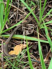 Gerrhonotus liocephalus