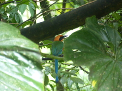 Baryphthengus martii