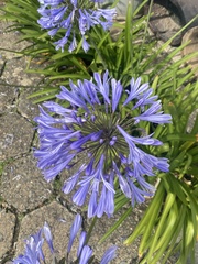 Agapanthus