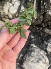 Oxalis frutescens