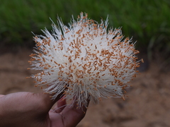 Pseudobombax septenatum