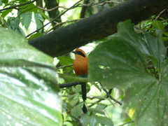 Baryphthengus martii