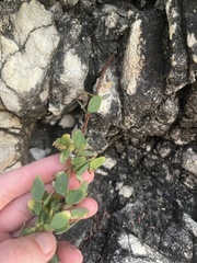 Oxalis frutescens