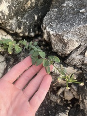 Oxalis frutescens