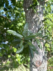 Quercus geminata