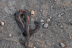 Gloydius intermedius