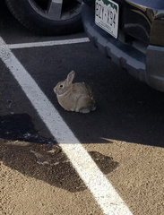 Oryctolagus cuniculus