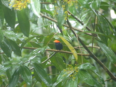 Ceratopipra mentalis