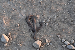 Gloydius intermedius