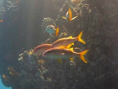 Mulloidichthys vanicolensis