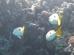 Lutjanus ehrenbergii