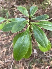 Myoporum laetum