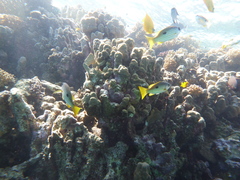 Lutjanus ehrenbergii