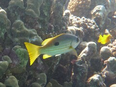 Lutjanus ehrenbergii