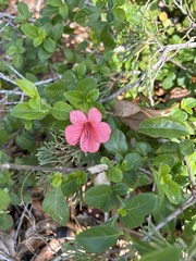 Barleria repens