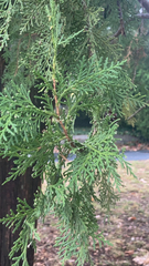 Platycladus orientalis