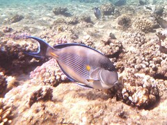 Acanthurus sohal
