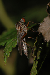Empis livida