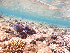 Acanthurus sohal