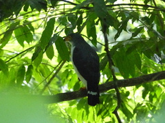 Leucopternis semiplumbeus