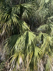 Sabal palmetto