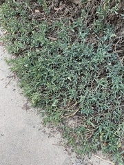 Heliotropium curassavicum