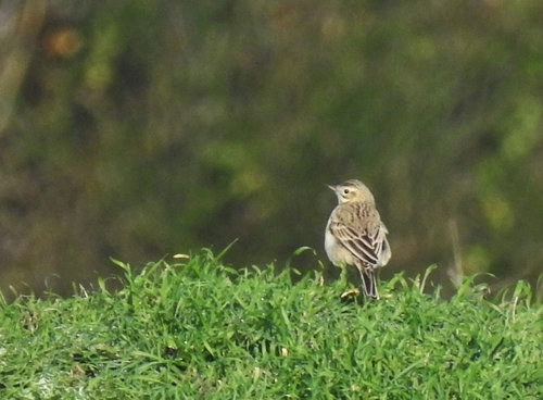 Bisbita de Richard (Anthus richardi)