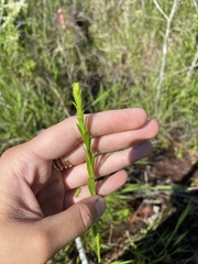 Hypericum cistifolium