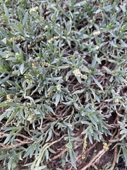 Heliotropium curassavicum