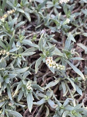 Heliotropium curassavicum