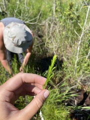 Hypericum cistifolium