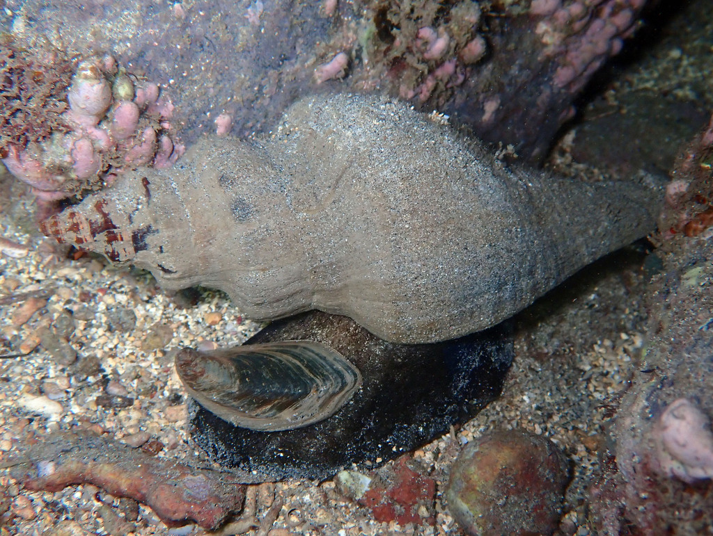 giant hairy melongena