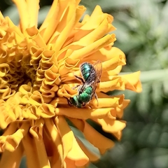Augochlora