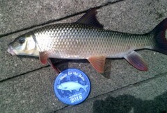 Moxostoma macrolepidotum