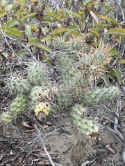 Cylindropuntia prolifera