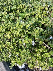 Jasminum