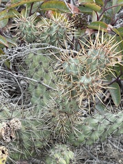 Cylindropuntia prolifera