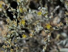 Dudleya abramsii abramsii