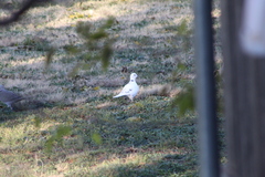 Streptopelia decaocto