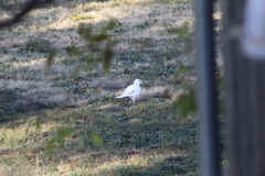 Streptopelia decaocto