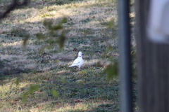 Streptopelia decaocto