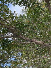 Quercus virginiana
