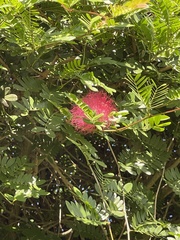 Calliandra haematocephala
