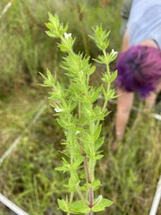 Gratiola pilosa