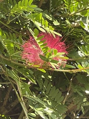 Calliandra haematocephala