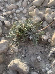 Hymenopappus filifolius