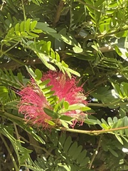 Calliandra haematocephala
