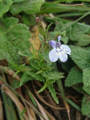 Lobelia flaccida
